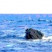 whale_humpback_v_01087_dom3301.jpg